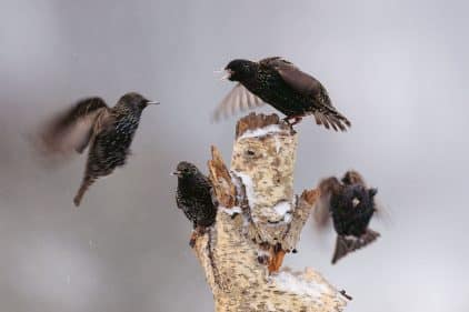 Comment éloigner les étourneaux de votre jardin