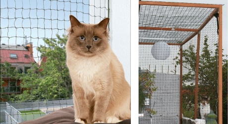 Comment sécuriser un balcon pour votre chat : conseils pratiques