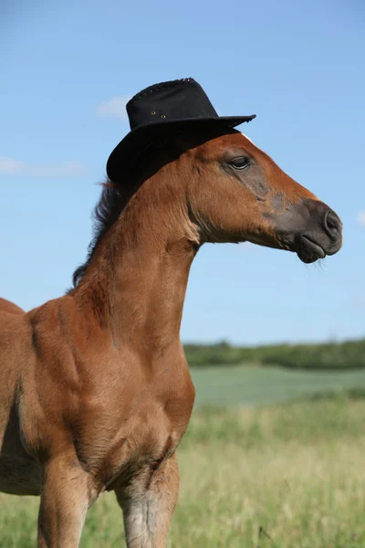 Haricot fourreau cheval : tout savoir sur cette variété méconnue