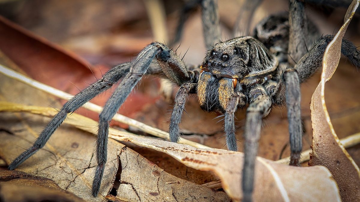 Pourquoi choisir une araignée de compagnie : guide pour les amateurs d’animaux exotiques